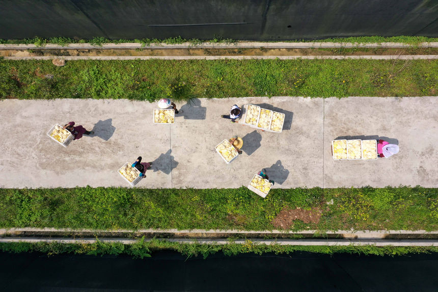 4��28�գ��������_��hĭ�(y��ng)�(zh��n)��Ѵ�ʳ�þ��Nֲ���ذ��\(y��n)���S�����o(w��)�˙C(j��)��Ƭ����