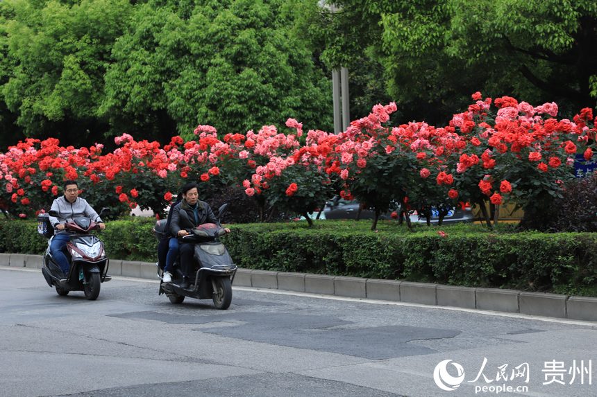 ���x���g����`�š�����W ��m�Ɣz