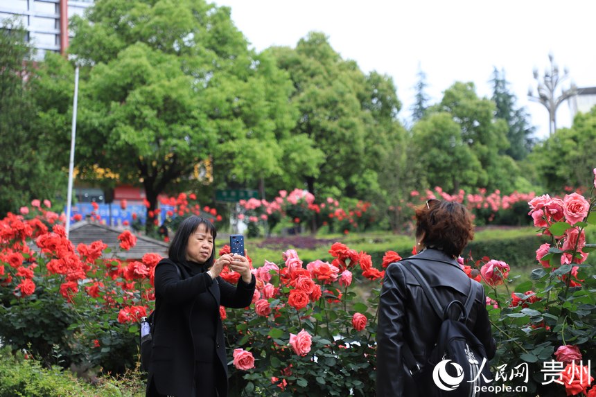 �����ھG�����c�����Ӱ������W ��m�Ɣz