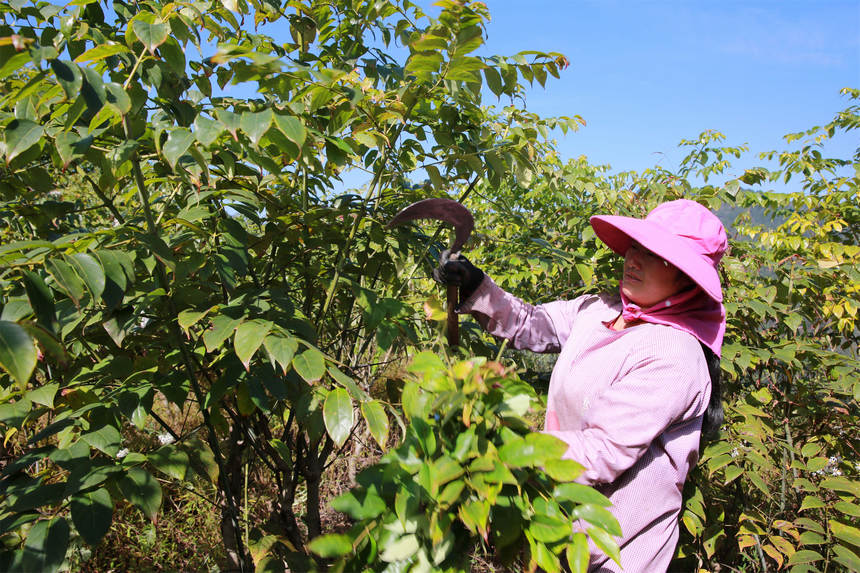 鉤藤產(chǎn)業(yè)。楊家孟攝