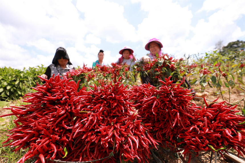 ��t�ľ������콷������ϔz