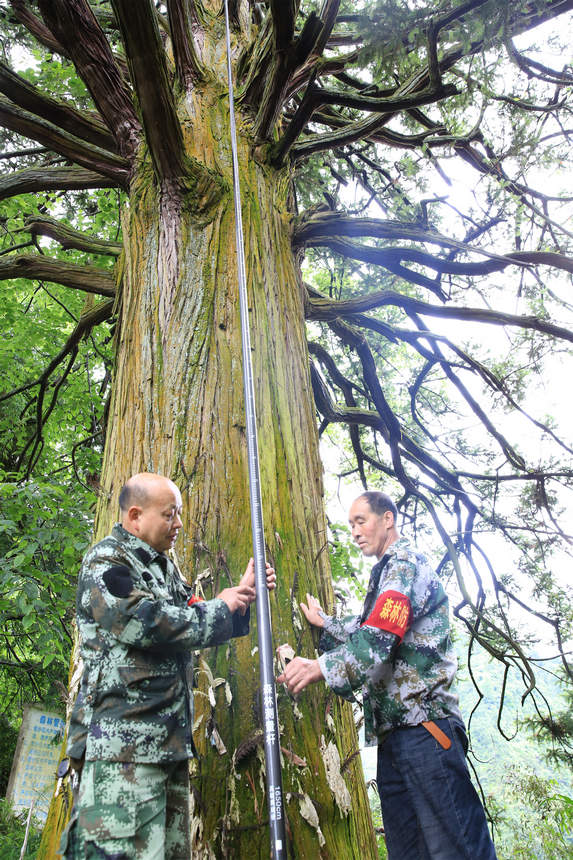 位于劍河縣久仰鎮黨義村的“杉木王”。吳昌連攝