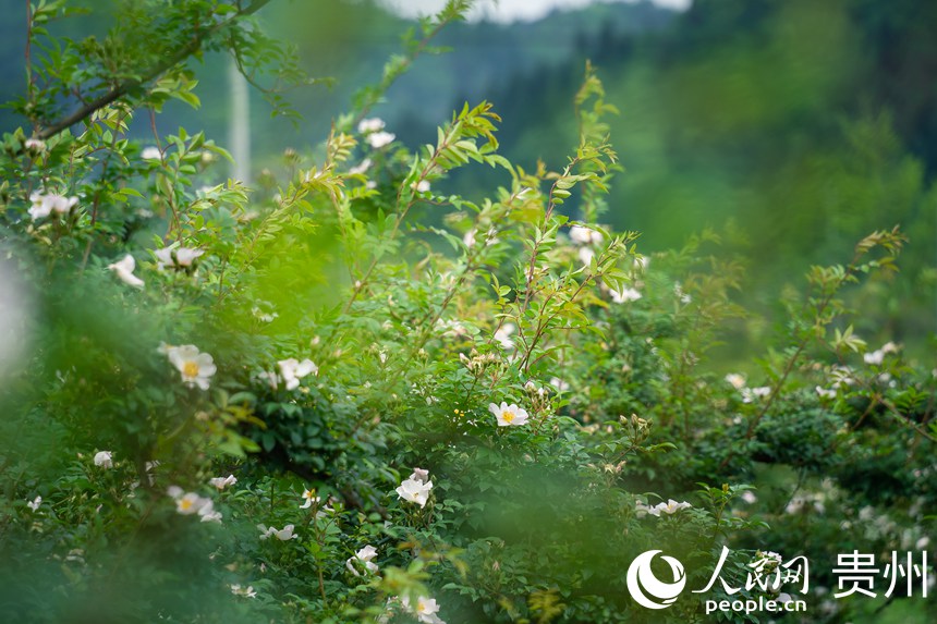 �����Nֲ���؃�(n��i)�����滨��֦�^ӭ�L(f��ng)�uҷ������W(w��ng) Ϳ���z