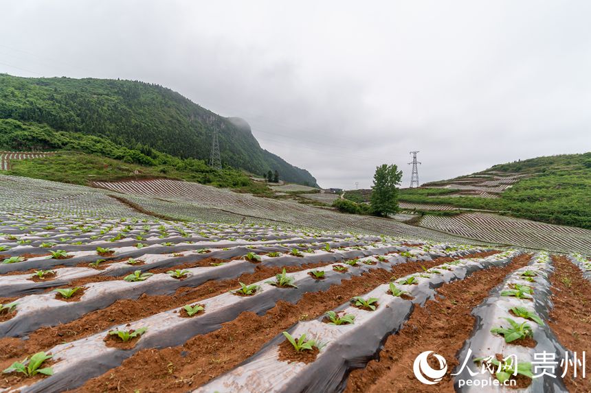 ���״������ɽ��������BƬ��Ĥ���ء�����W Ϳ���z