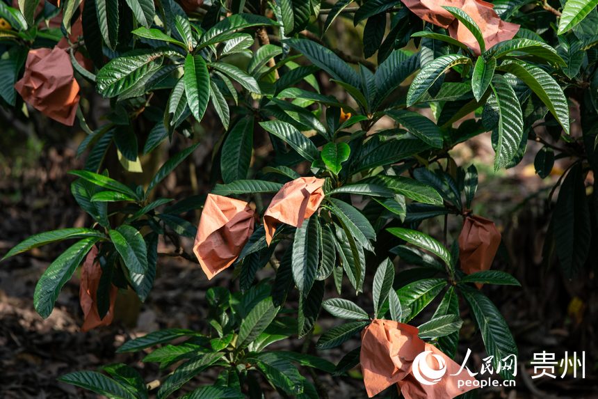 ���˒�M֦�^������W ���z