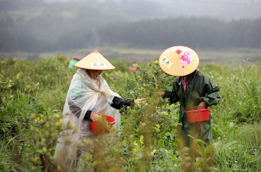 6��12�գ���կ�h�d��悟�����{ݮ�Nֲ�@��ժ�{ݮ��