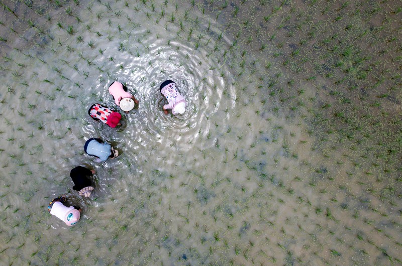 2022年6月21日，村民在貴州省黔西市杜鵑街道大興社區稻田除草薅田。