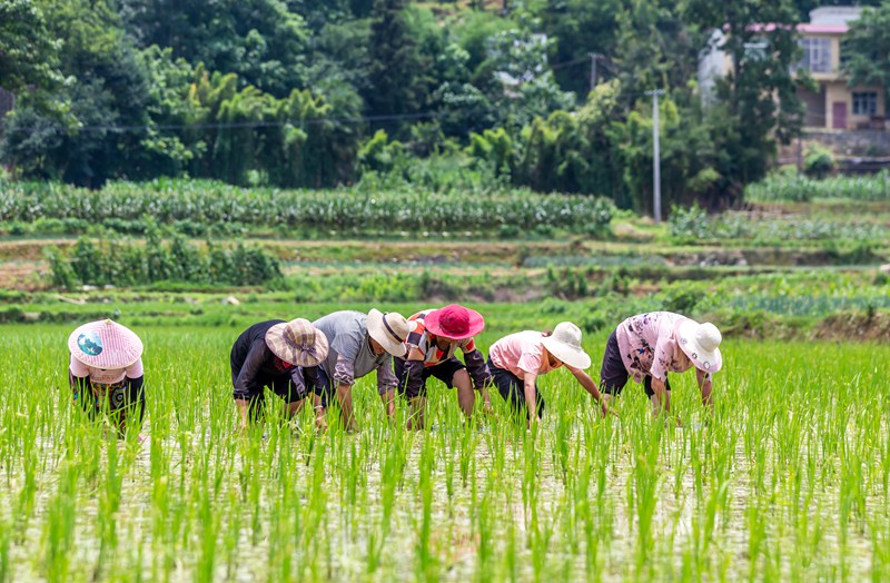 2022年6月21日，村民在貴州省黔西市杜鵑街道大興社區稻田除草薅田。