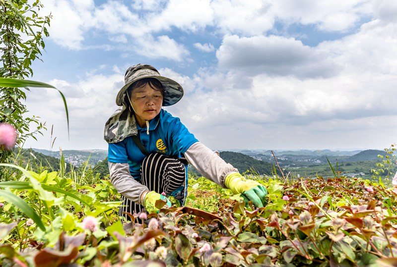 2022年6月21日，村民在貴州省黔西市杜鵑街道大興社區中藥材基地除草。