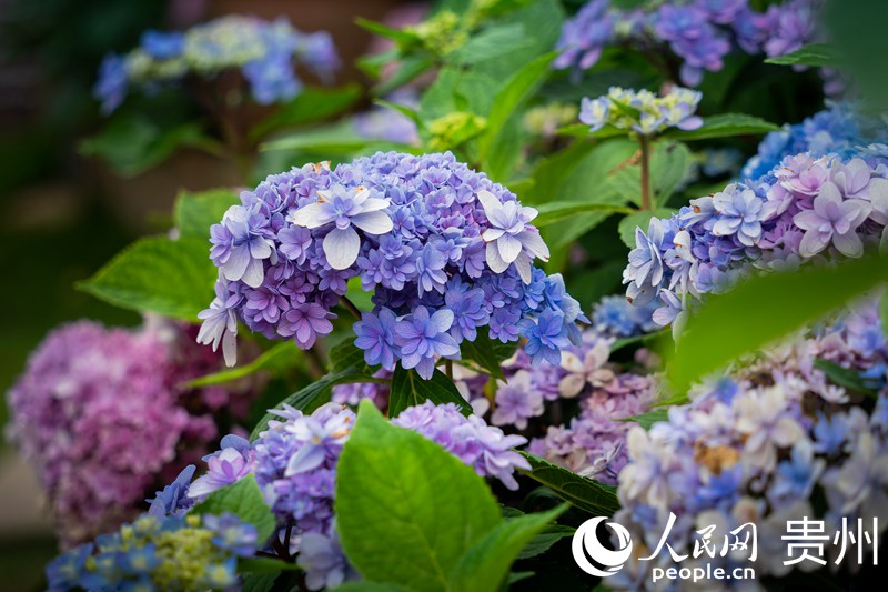 �����^�p�@��ʢ�_���C�򻨡�����W Ϳ���z