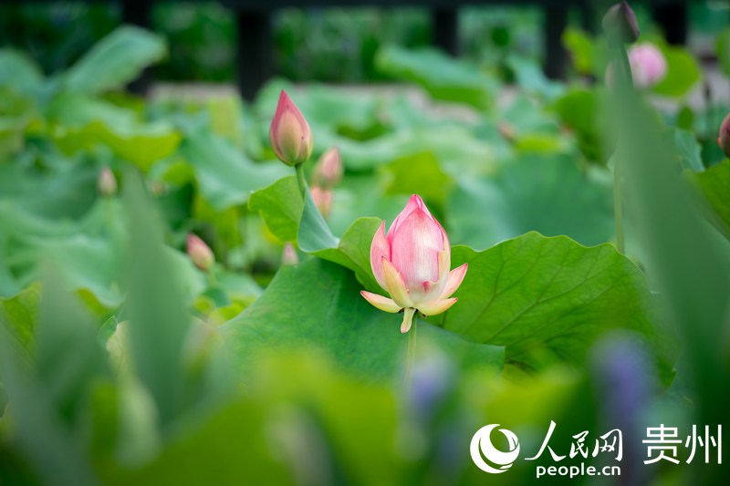 ���R�塰Ģ��С�(zh��n)�����^(q��)��(n��i)ʢ�_(k��i)�ĺɻ�������W(w��ng) Ϳ���z