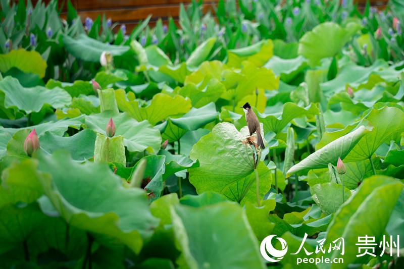 ���R�塰Ģ��С悡����^�ĺɻ��؃ȣ�С�Bվ�ں��~�ϳ��衣����W Ϳ���z