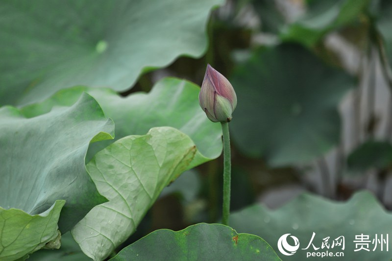 ʮ��Ӟ����ں��~�еĻ��Ƕ䡣����W ��m�Ɣz