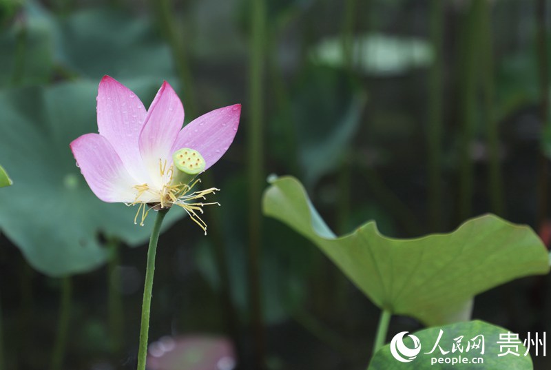 ʮ��Ӟ��������x�ĺɻ�������W(w��ng) ��m�Ɣz