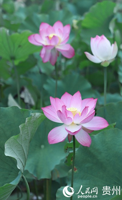 ʮ��Ӟ��`�ŵĺɻ�������W(w��ng) ��m�Ɣz