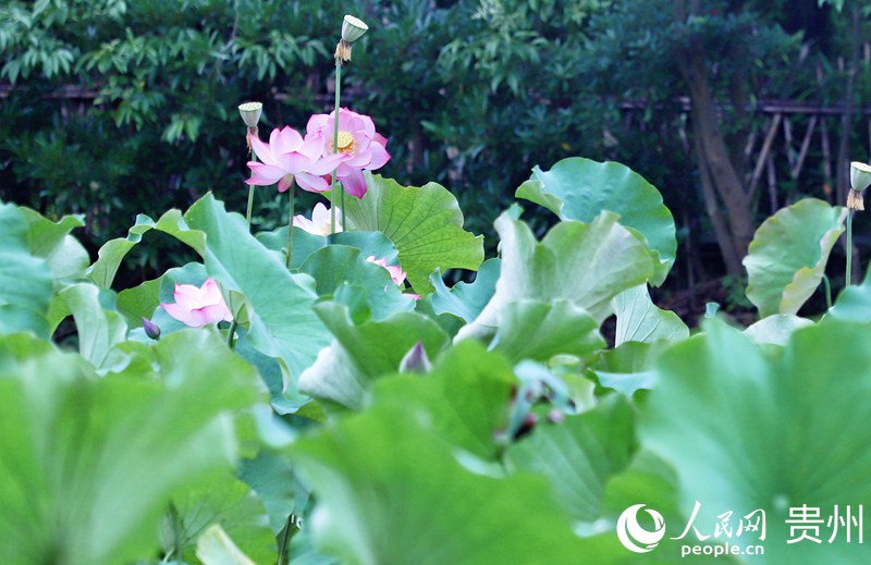 ʮ��Ӟ��`�ŵĺɻ�������W ��m�Ɣz