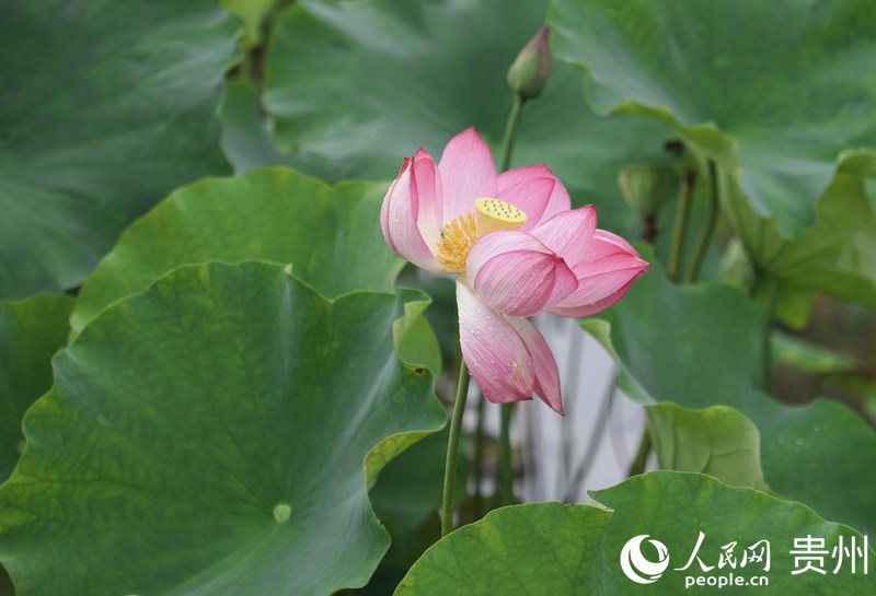 ʮ��Ӟ��`�ŵĺɻ�������W(w��ng) ��m�Ɣz