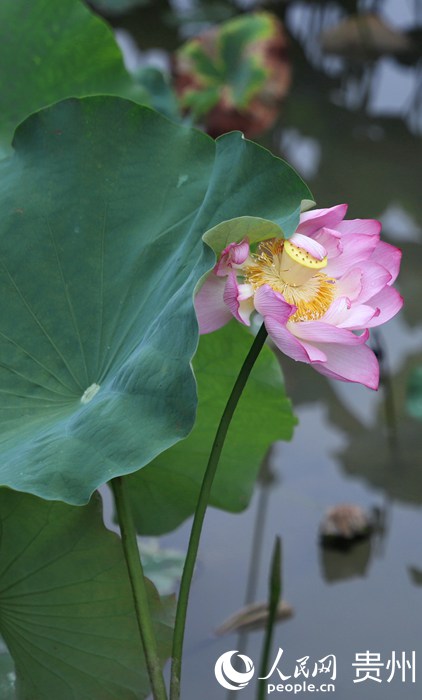 ʮ��Ӟ��`�ŵĺɻ�������W ��m�Ɣz