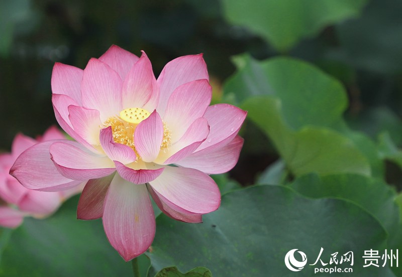 ʮ��Ӟ��`�ŵĺɻ�������W ��m�Ɣz