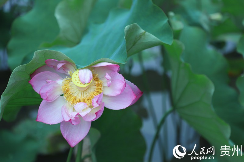 ʮ��Ӟ��`�ŵĺɻ�������W ��m�Ɣz