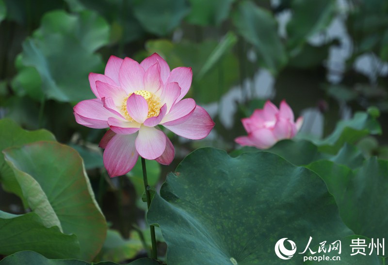 ʮ��Ӟ��`�ŵĺɻ�������W ��m�Ɣz