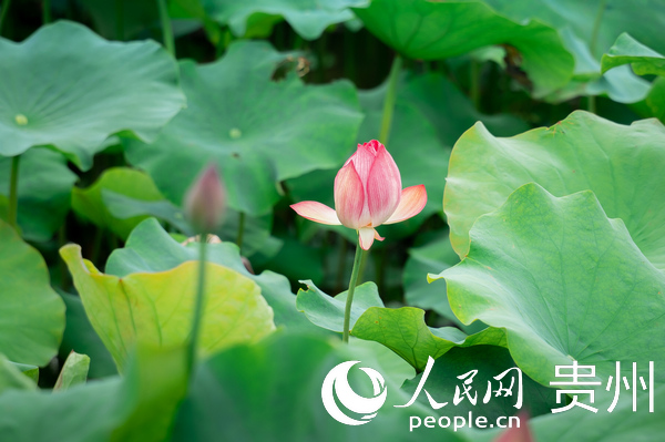 蓬萊村“蘑力小鎮”景區內盛開的荷花。人民網 涂敏攝