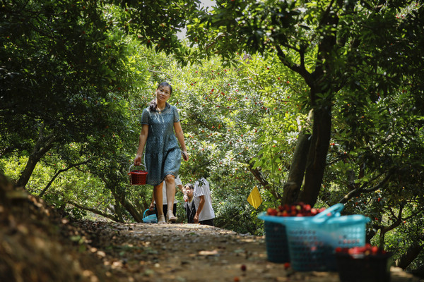 體驗(yàn)采摘樂趣。文杰攝