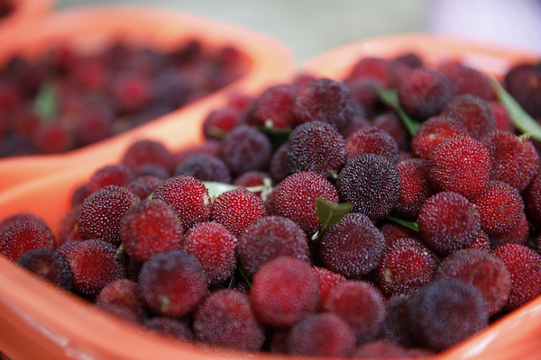 新鮮成熟的楊梅。文杰攝