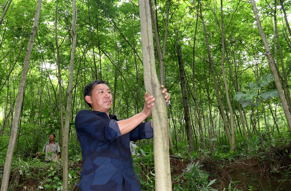 高海在察看黃柏樹(shù)長(zhǎng)勢(shì)。