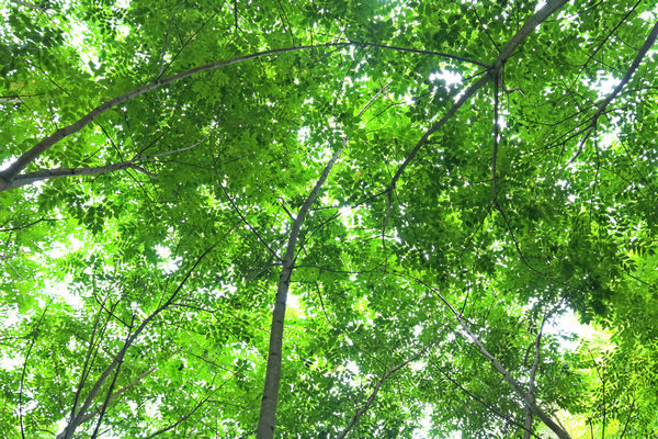 茂盛的黃柏樹(shù)。