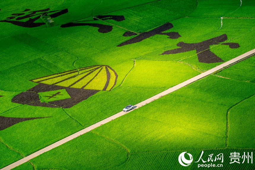 壩區內種植的水稻長勢旺盛。人民網 涂敏攝