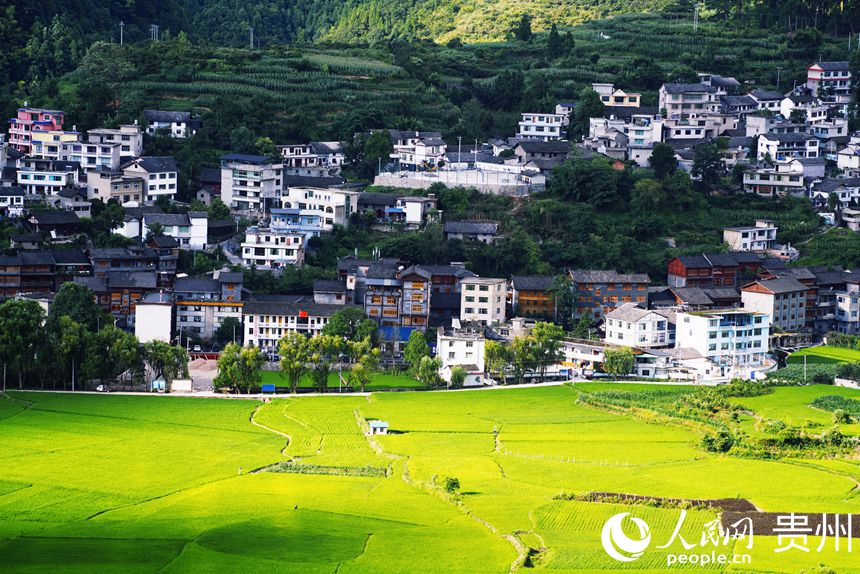 稻田和周圍的民居。人民網 皇甫萬里攝