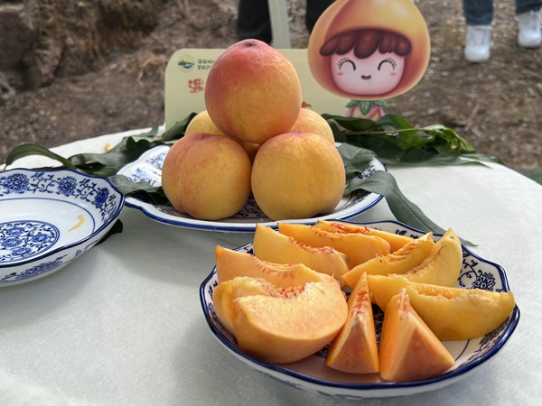 觀山湖黃金蜜桃。賴昱伽攝