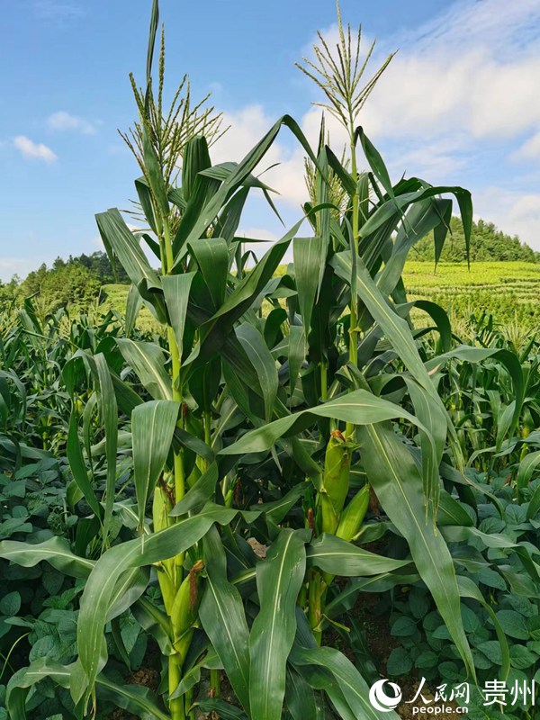 優化種植模式。人民網 陳潔泉攝