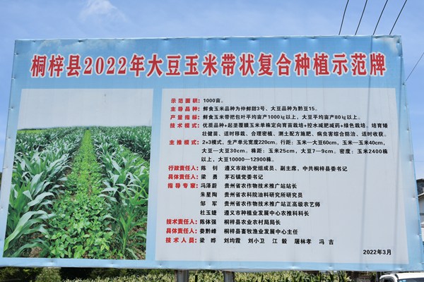 茅石鎮“揭榜掛帥”鮮食玉米凈作小面積超高產示范基地。桐梓縣農業農村局供圖