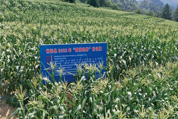 茅石鎮“揭榜掛帥”鮮食玉米凈作小面積超高產示范基地。桐梓縣農業農村局供圖