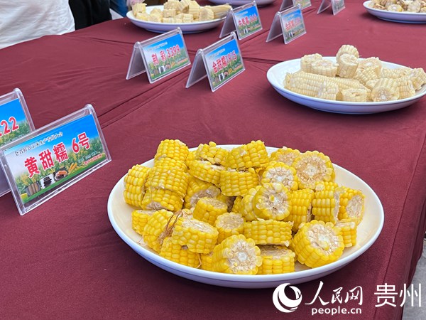 鮮食玉米品鑒會現場。人民網 陳潔泉攝