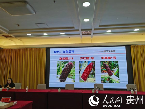 貴州省農作物技術推廣總站正高級農藝師鄒軍作貴州省鮮食玉米階段性成效報告。人民網 陳潔泉攝