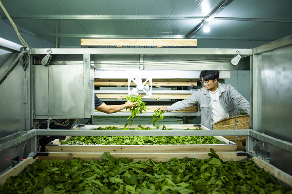 蠶農喂食幼蠶。李學友攝