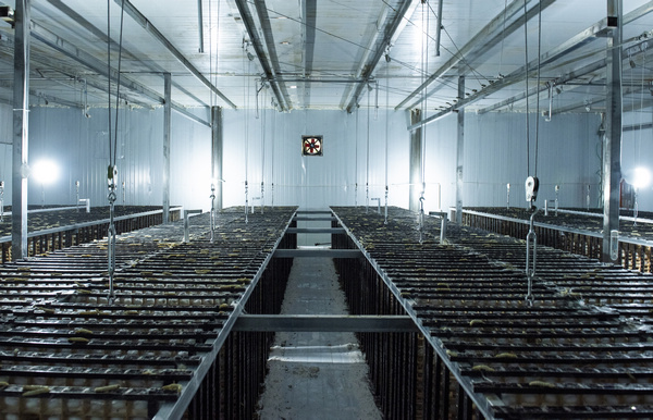 蠶農喂食幼蠶。李學友攝