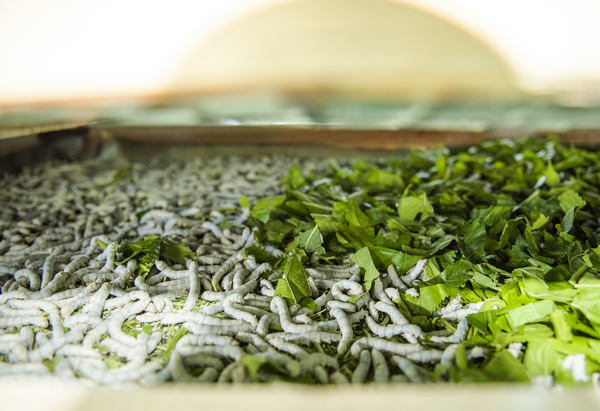 蠶寶寶進食。李學友攝