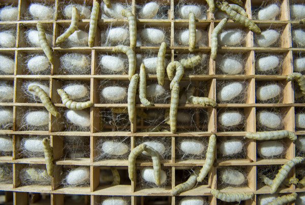 熟蠶吐絲結繭。李學友攝