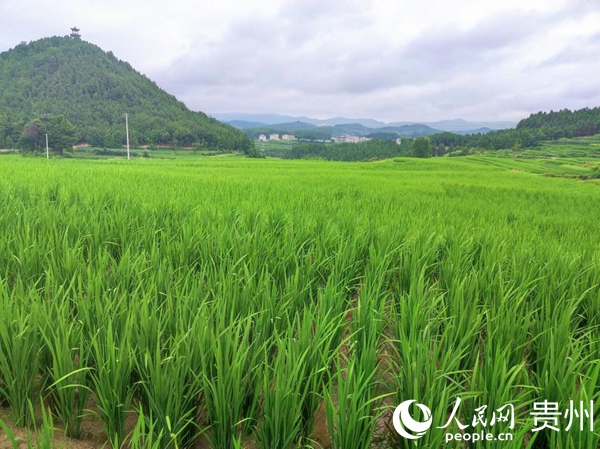 郭家灣村稻田。人民網 李麗萍攝