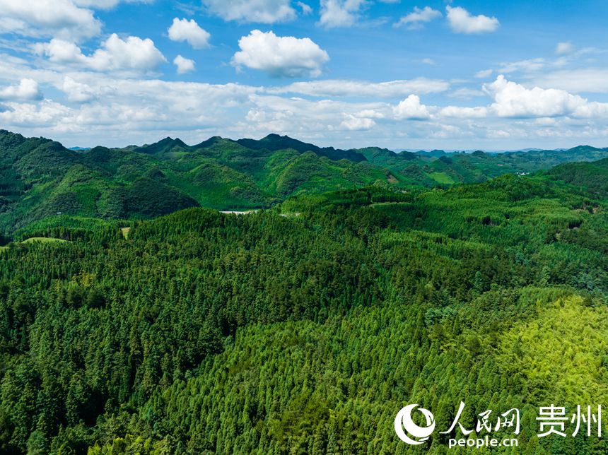 從空中俯瞰林場。人民網 陽茜攝