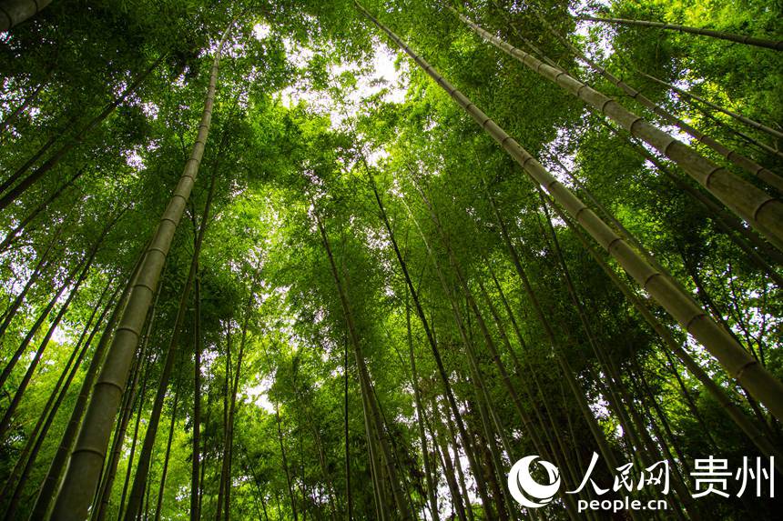清脆挺拔的竹林為林場添彩。人民網(wǎng) 陽茜攝