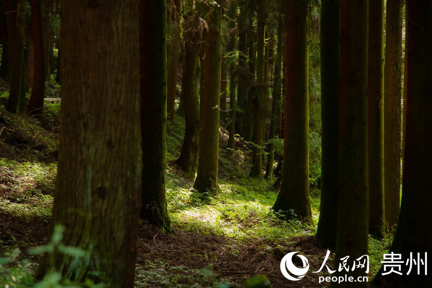 陽光透過樹枝灑在叢林里。人民網 陽茜攝 