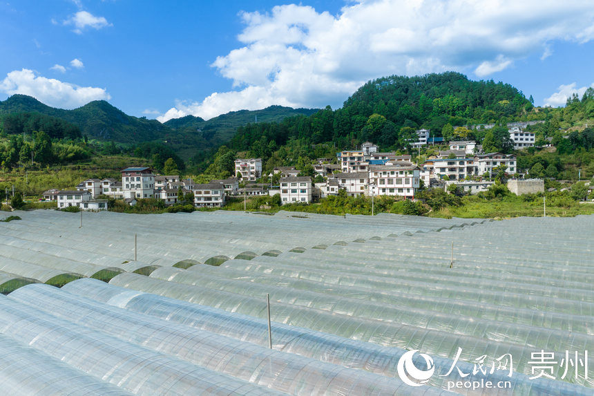 葡萄園與龍廣村民居。人民網 涂敏攝