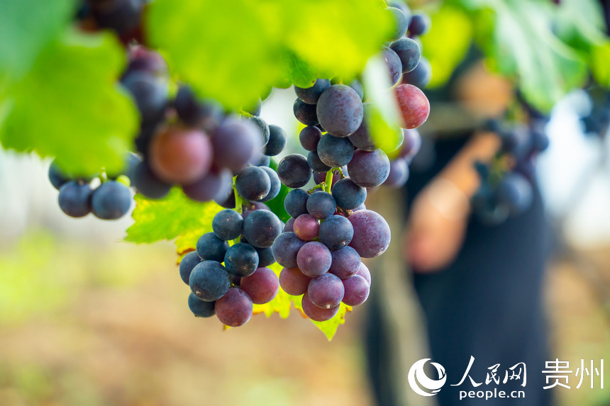 葡萄園內(nèi)成熟的葡萄。人民網(wǎng) 涂敏攝