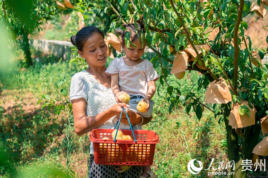孫源才的妻子抱著小女兒為游客采摘金秋李。人民網 涂敏攝