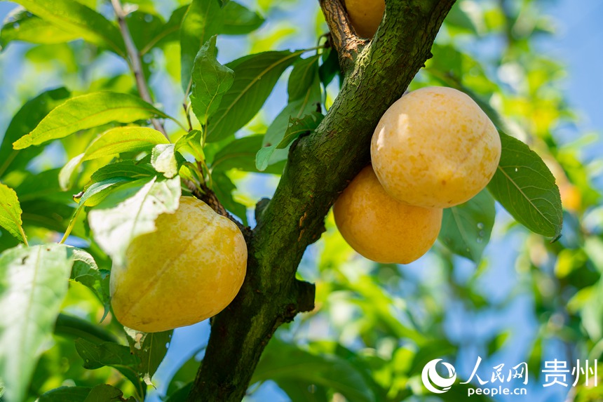 李樹上成熟的金秋李。人民網 涂敏攝